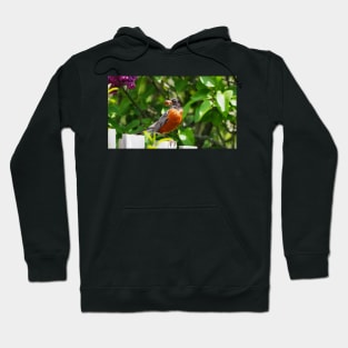 American Robin Carrying Some Fresh Worms Hoodie